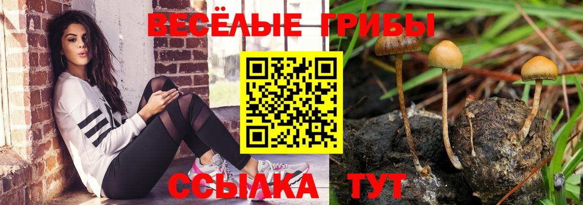 Псилоцибиновые грибы Psilocybine cubensis  Вход с VPN  Карабулак 